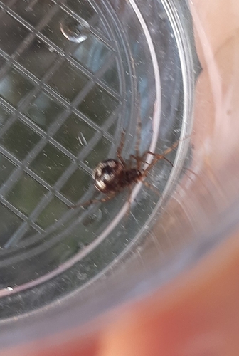 Dreiecks-Fettspinne