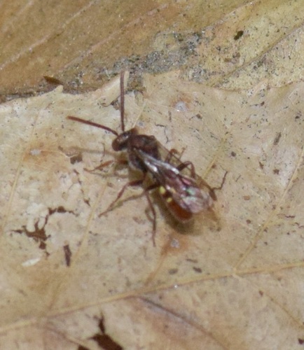 Nomad Bees