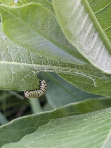 Monarch