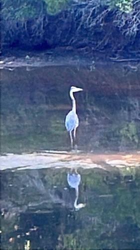 Great Blue Heron