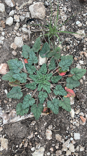 Texas stork's bill