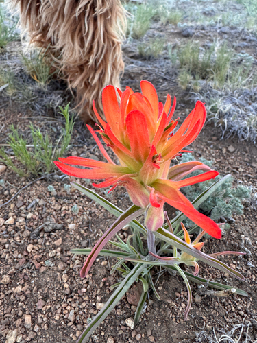 Wholeleaf Paintbrush