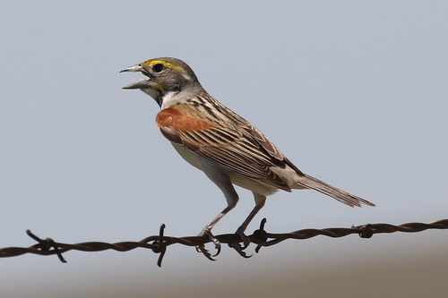 Dickcissel