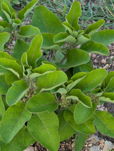 Zizotes milkweed