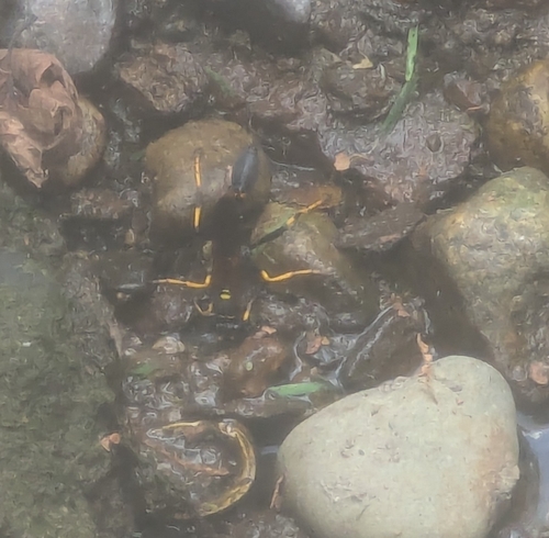 Yellow-legged Mud-dauber Wasp