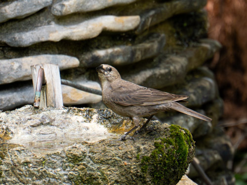 Brown-headed Cowbird