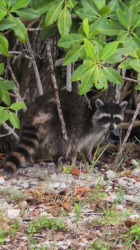 Common Raccoon