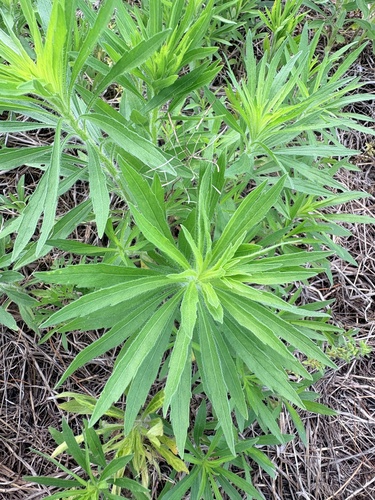 horseweed