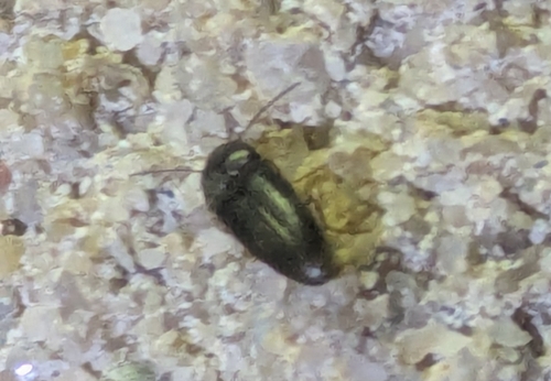 Hymenorus