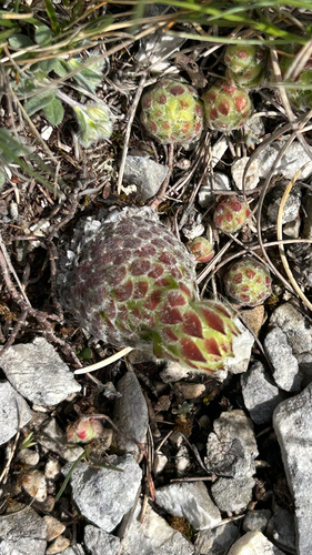 Sempervivum ciliosum