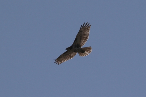 Red-tailed Hawk