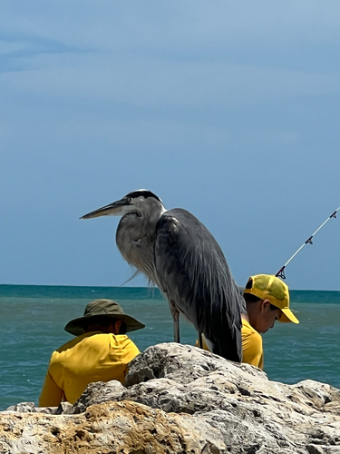 Great Blue Heron