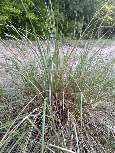 American marram grass