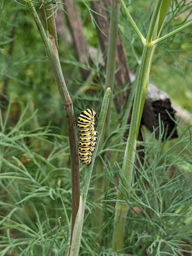 Black Swallowtail