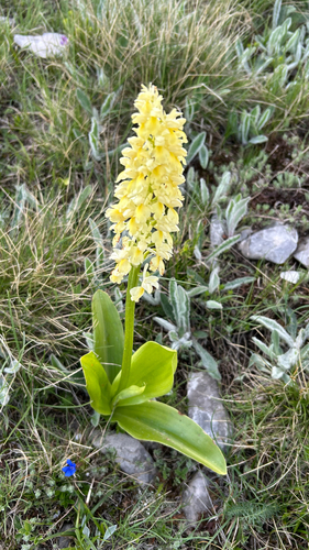 Orchis pallens