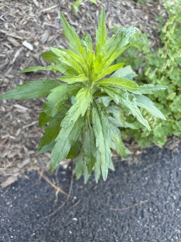 horseweed
