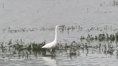 Great Egret