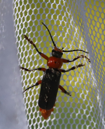 Cantharis