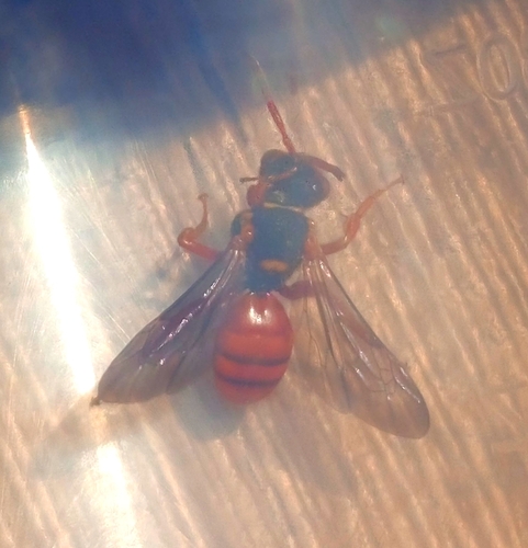 Nomad Bees