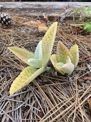 Kalanchoe gastonis-bonnieri