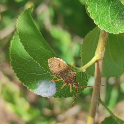 Box Bug