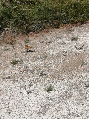 Monarch