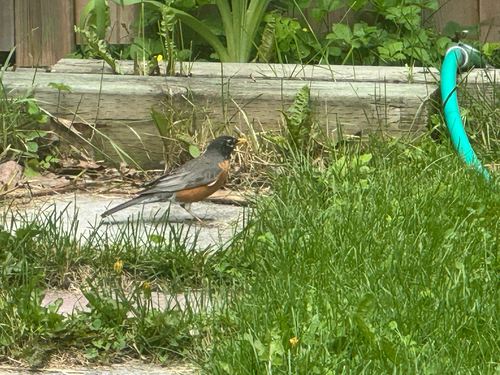 American Robin