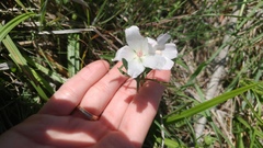 Callirhoe alcaeoides