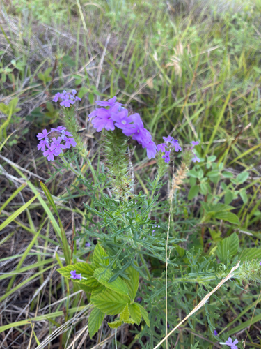 Dakota mock vervain