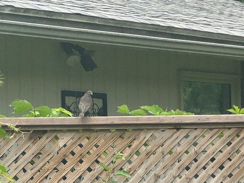 Brown-headed Cowbird