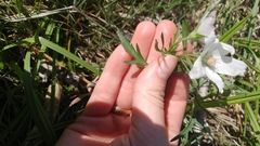 Callirhoe alcaeoides