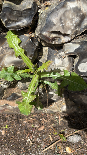 prickly sowthistle