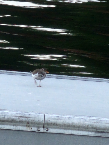 Spotted Sandpiper