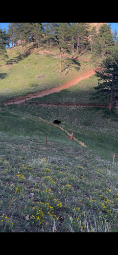 American Black Bear