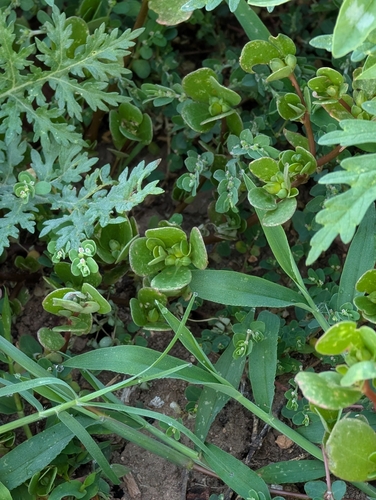 Common Purslane