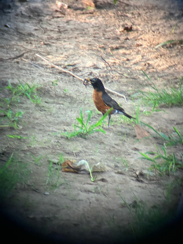 American Robin