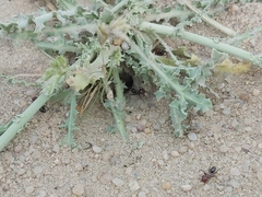 Cataglyphis adenensis