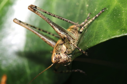 Rhacocleis annulata