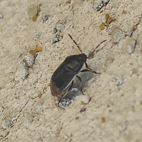 Adomerus maculipes
