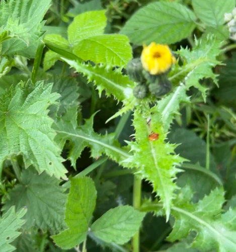 prickly sowthistle