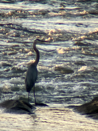 Great Blue Heron