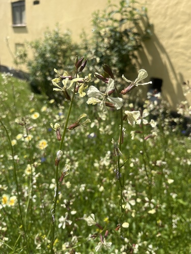 Eruca sativa