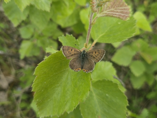 Violet Copper