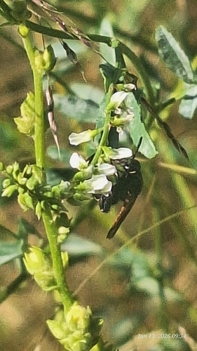 Scolia