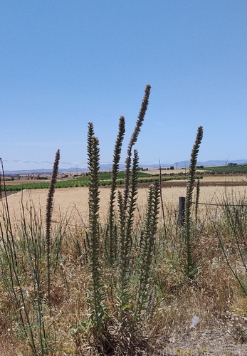 Echium boissieri