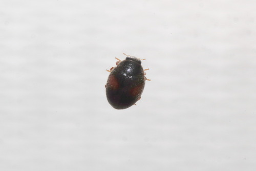 Scymnus