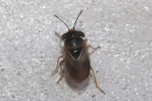 Geocoris megacephalus