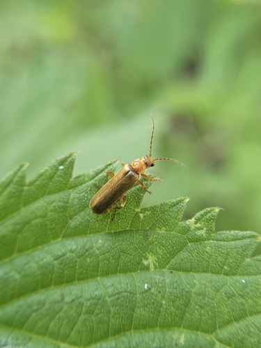 Rausvasis minkštavabalis