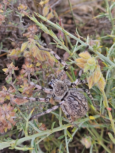 Eusparassus dufouri
