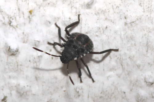 Brown Marmorated Stink Bug